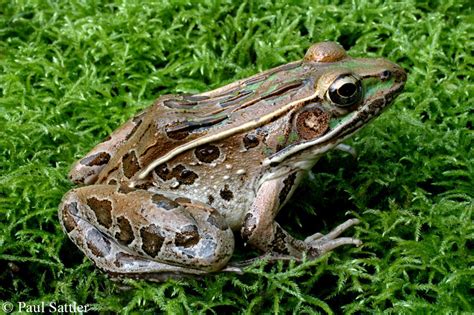 Coastal Plains Leopard Frog Frog Toad Species Of The Hampton Roads