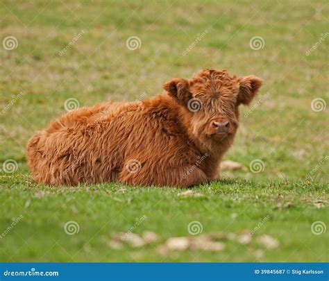 Vitela Bonito Do Gado Das Montanhas Que Encontra Se Para Baixo Imagem