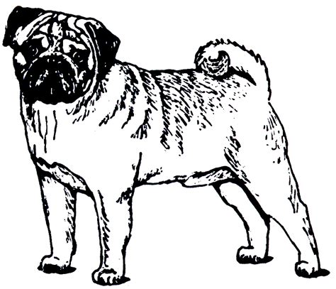 Printable Pug Coloring Pages Coloring Home