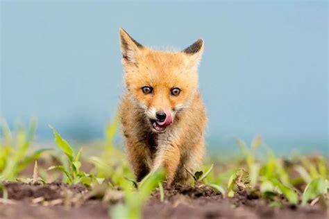 What Is A Baby Fox Called? (Facts With Cute Pictures)