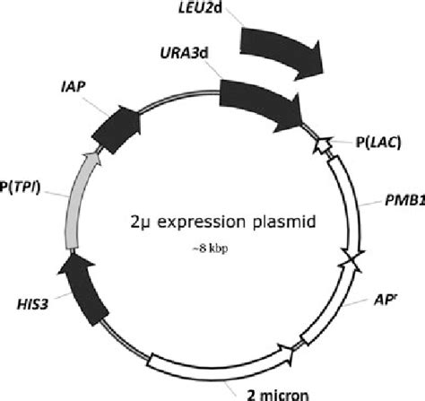 A general plasmid map of the auxotrophic expression cassette. IAP,... | Download Scientific Diagram