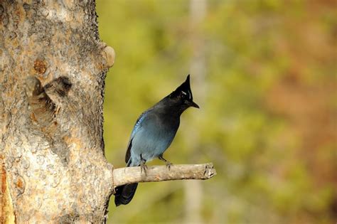 Premium Photo Blue Jay