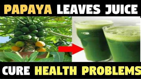 Papaya Leaf Juice Helps In At Walter Perez Blog