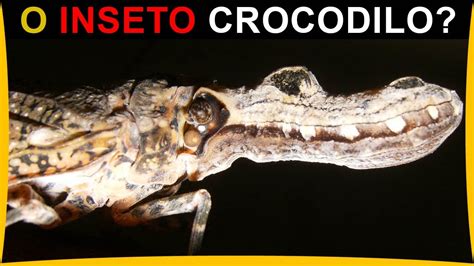 Um Inseto Crocodilo Conhe A O Bicho Lanterna Youtube