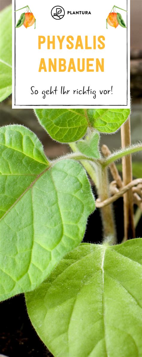 Physalis Anbauen Experten Tipps Zu Standort Aussaat Co Physalis