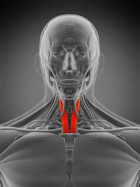 Anatomy Illustration - Sternothyroid Stock Illustration - Illustration ...