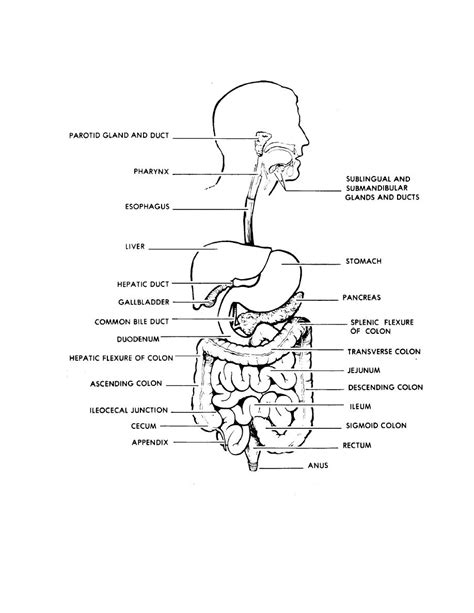 Excretory System Coloring Pages