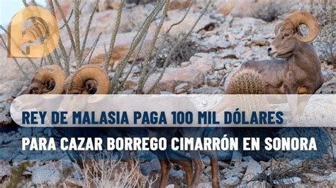 Rey de Malasia vino a cazar borrego cimarrón a Sonora pagó 100 mil