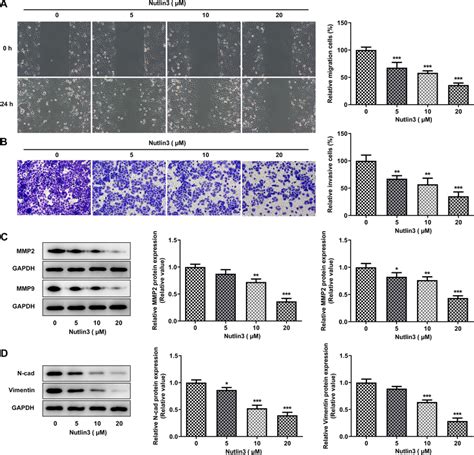 Nutlin Suppressed Migration Invasion And Emt In Scc Cells A