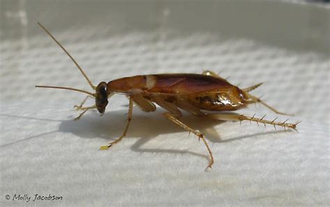 Brown Banded Cockroach Supella Longipalpa Bugguidenet