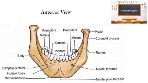 Mandible Osteology Anatomy Notes Class Notes