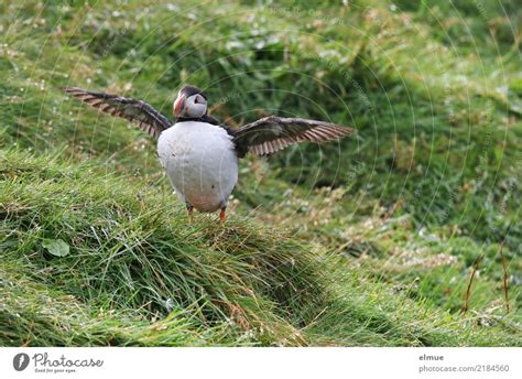 Puffin Daddy Bird - a Royalty Free Stock Photo from Photocase