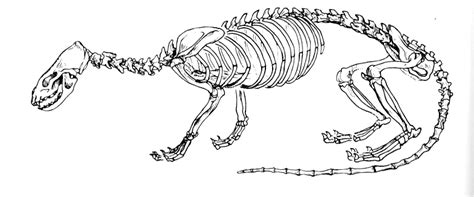 All About Otters North American River Otter And Sea Otter Skeletons