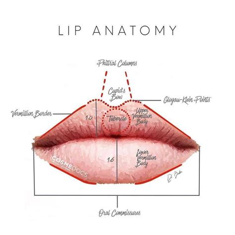 Lip Anatomy