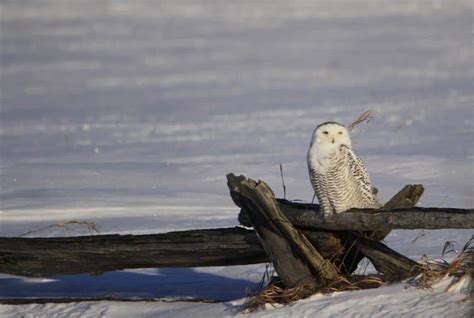 Our Winter Of Owls Unprecedented Snowy Owl Invasion Is Underway Drew Monkman