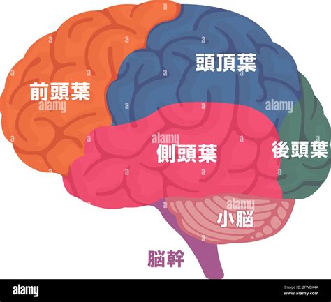 Ilustración vectorial de la estructura anatómica del cerebro humano