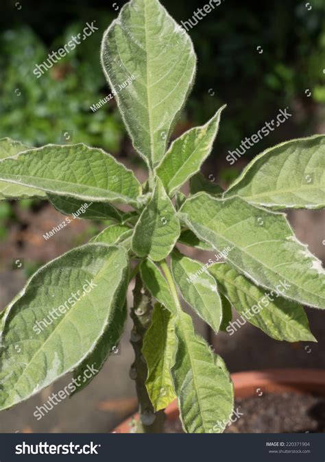 11 Datura Discolor Stock Photos Images And Photography Shutterstock