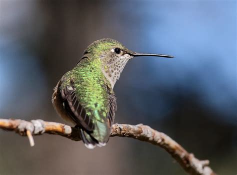 Broad Tailed Hummingbird Juvenile Male Selasphorous Pl Flickr