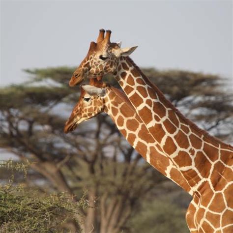 Implementing a holistic giraffe conservation strategy | African ... 