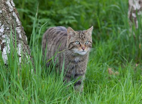 8 Iconic Animals In Scotlands Wildlife Infonewslive