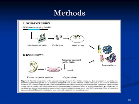 PPT Chromosomal Based Sex Differences In The Brain PowerPoint Presentation ID