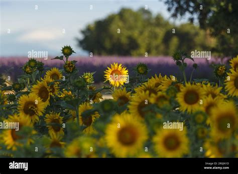 Sunflower Field Sunflowers Lavender Field Lavender High Plateau Of