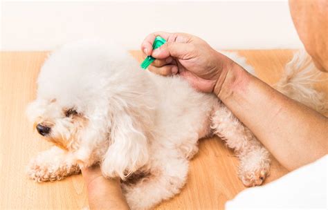 Comparison of Nexgard vs. Frontline 2025 | PetStruggles