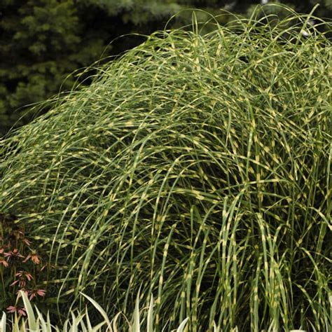 Miscanthus Sinensis Little Zebra Perennial Resource