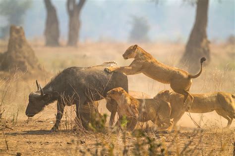 How Do Lions Hunt Thomson Safaris