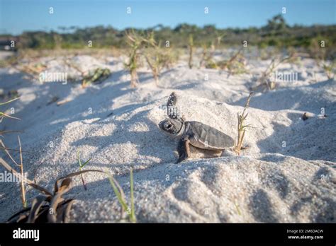 Baby Green sea turtle on the beach Stock Photo - Alamy