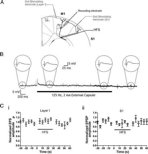 Synaptic depression was limited to the pathway receiving HFS. A ... 