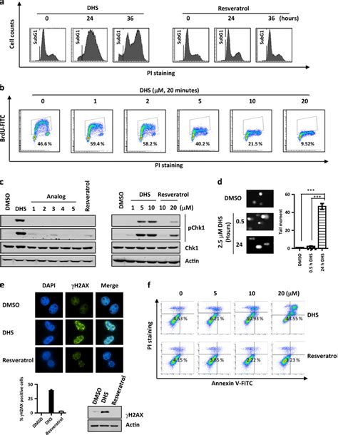 Dhs Induces Dna Damage And Inhibits Cell Cycle A Cell Cycle Arrested