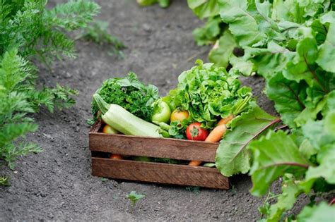 Cesto Pieno Di Raccolta Ortaggi Biologici E Radice In Azienda Biologica