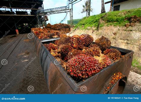 Palm Oil Processing stock image. Image of rusty, industrial - 19740541