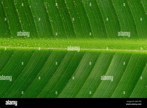 Detail Photograph Of A Banana Leaf Geometric Pattern Macro From The