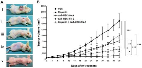 A Representative Tumors On Day 33 In Athymic Nude Mice I PBS