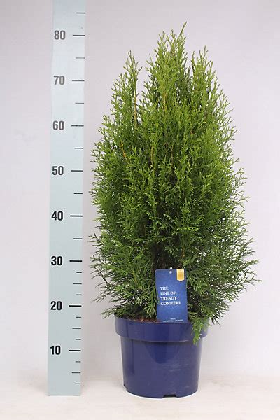 Thuja Occ Smaragd, 23cm Pot Size, 70cm Tall, Arborvitae