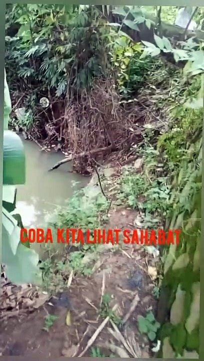 Bubu Payung Hasil Nya Banyak Udang Ga Sia Sia Video Dailymotion