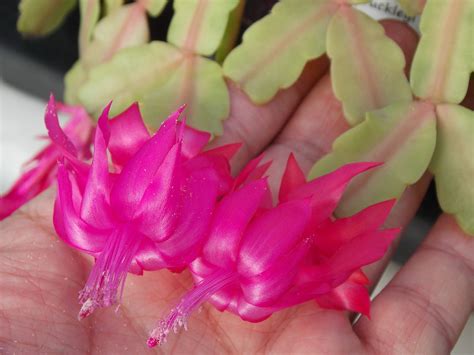 Schlumbergera × Buckleyi Tmoore Tjaden Plants Of The World Online Kew Science