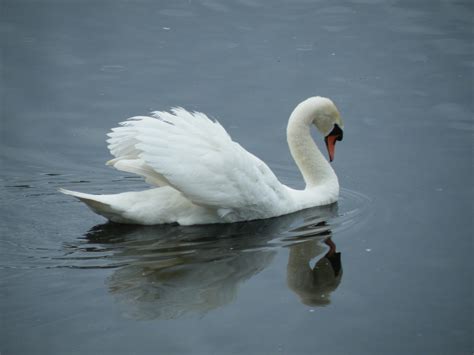 Free Images Nature Outdoor Wing White Animal Flying Wildlife