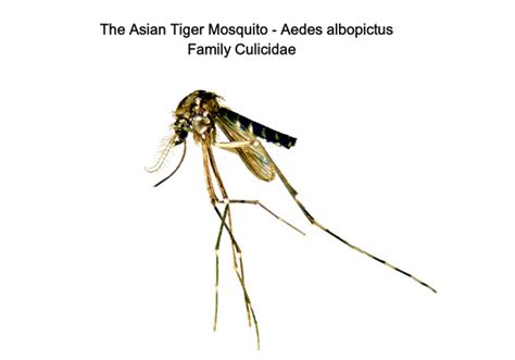 Asian Tiger Mosquito