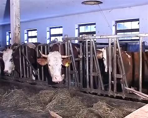 Free Tied Up And Fucked Hard Porn Videos Xhamster