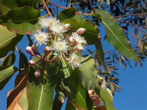 Podcast 101 – Eucalyptus – Australia’s Forest Tree