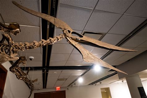 Sotheby's To Auction Rare Pteranodon Skeleton With Top Estimate of $6M