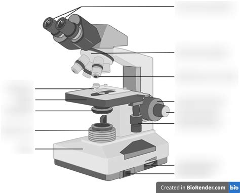 Compound Microscope Diagram Quizlet