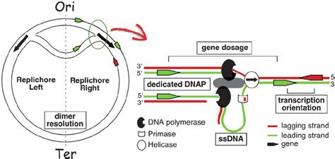 Replication Of The Bacterial Chromosome Proceeds Bidirectionally From