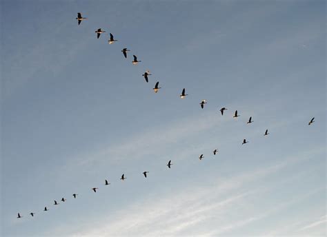 Geese in V-formation | BirdNote