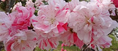 Peppermint Flowering Peach Tree For Sale Online | Shrubs & Trees Depot