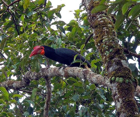 Writhed Hornbill | IUCN Hornbill Specialist Group