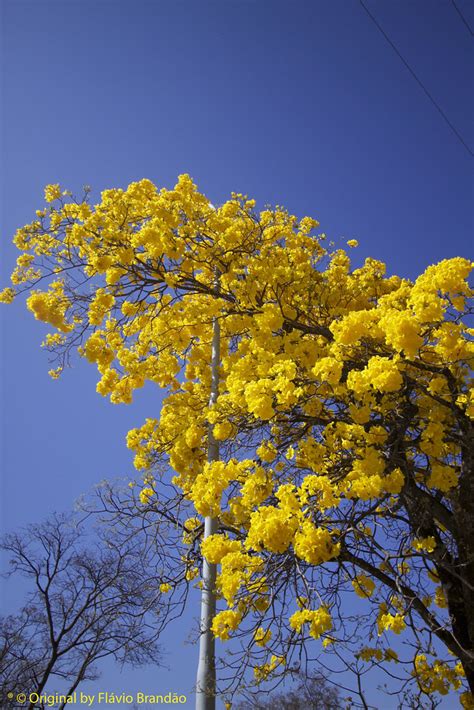 S Rie O Ip Amarelo Em Bras Lia Brasil Series Wi Flickr